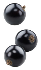 Isolated black currant. Black currant on white background with clipping path. As design element.