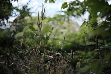 bird in the grass