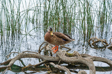 Duck posing on top of a branch by a lake