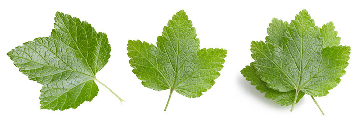 Leaves currant on the white background. Leaves currant collection isolated clipping path. Leaves currant macro studio photo