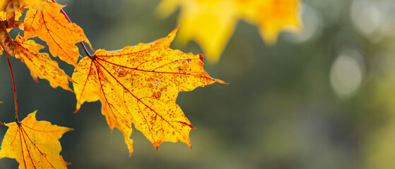 Yellow maple leaves on a blurred background. Autumn season. Copy space