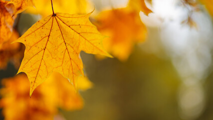 Fototapeta premium Yellow maple leaves on a blurred background. Autumn season. Copy space