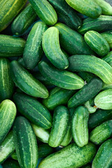 Close up of fresh organic green cucumbers.