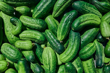 Close up of fresh organic green cucumbers.
