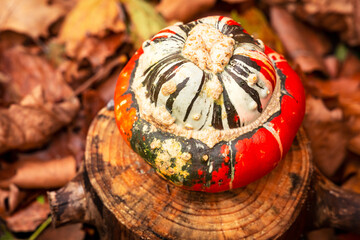 Curcubita máxima Turban Squash pumpkin in the forest. Autumn vegetable food thanksgiving.