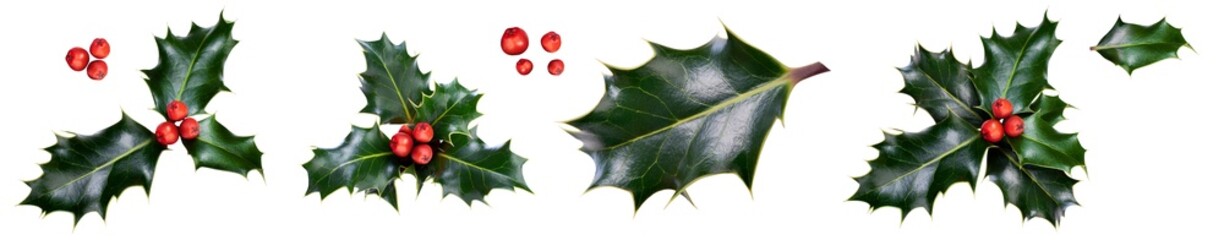 A holly sprig collection, three leaves, of green holly and red berries for Christmas decoration isolated against a transparent background.