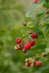 Fruits of raspberry and green leaves on a bush branch