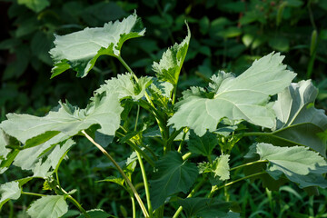 Cyclachena ( lat. Cyclachaena ) is a monotypic genus of plants of the Asteraceae family