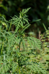 Ambrosia wormwood ( lat. Ambrosia artemisiifolia ) is an annual herbaceous plant of the Asteraceae family