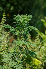 Ambrosia wormwood ( lat. Ambrosia artemisiifolia ) is an annual herbaceous plant of the Asteraceae family 