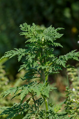 Ambrosia wormwood ( lat. Ambrosia artemisiifolia ) is an annual herbaceous plant of the Asteraceae family