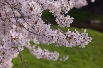 芦屋川と満開の桜