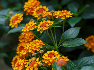 Beautiful yellow and orange flowers of lantana camara close up