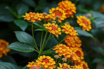 Beautiful yellow and orange flowers of lantana camara close up