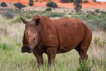 Fototapeta premium White rhinoceros, Ceratotherium simum, in Kalahari desert in Namibia