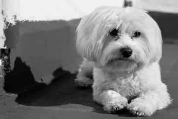 Close-up of a Maltese bichon lying on the floor with its shadow on the wall