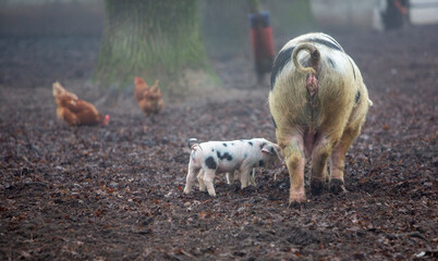 spotted piglets and sow on organic farm in the netherlands