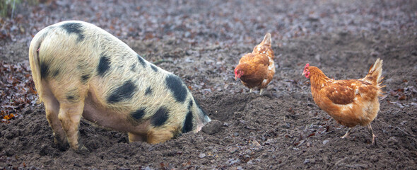 pig roots in mud and chickens roam freely on organic farm in holland