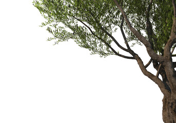 Foreground twigs on a transparent background
