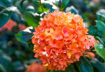 The beautiful flowers in the greenhouse