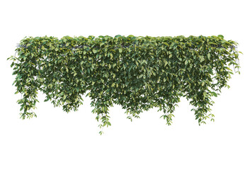 Ivy on a transparent background
