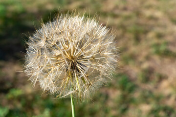 Naklejka premium dandelion seeds in the sun