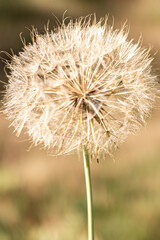 dandelion seeds in the sun