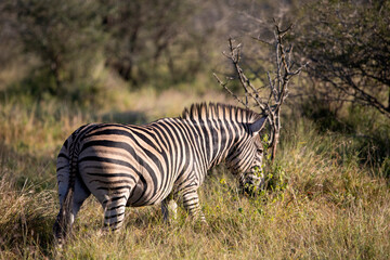 Fototapeta na wymiar Zebra walking in the African savannah of South Africa these herbivorous animals are often seen on safari, they live the African wildlife with the danger that comes with big predators.