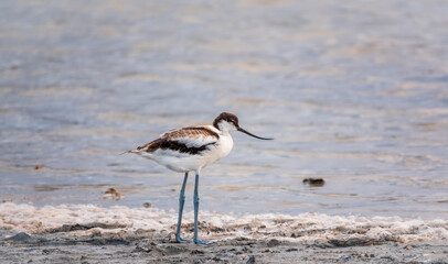 Water bird pied avocet, Recurvirostra avosetta, feeding in the lake. The pied avocet is a large...