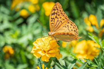 The dark green fritillary butterfly collects nectar on flower. Speyeria aglaja is a species of butterfly in the family Nymphalidae.