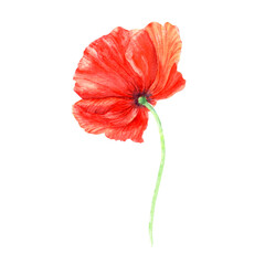 Poppy flower watercolor illustration isolated on white