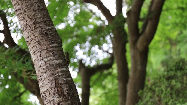 木で鳴く蝉の声