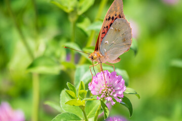 The dark green fritillary butterfly collects nectar on flower. Speyeria aglaja is a species of butterfly in the family Nymphalidae.