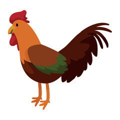 rooster domestic farm animal