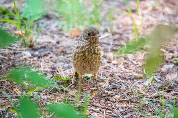 The common redstart, Phoenicurus phoenicurus, young bird, is sitting on a ground against a blurred background.