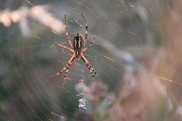 Argiope frelon, arachnide, toile, araignée, toile, insecte, nature, animal, macro, toile d araignée, faune, filet, prédateur, toile d araignée, toile d araignée, arachnophobie, gros plan, araignée, 