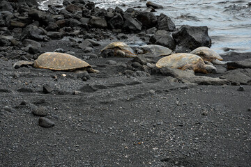 hawksbill sea turtles along coast at punaluu black sand beach
