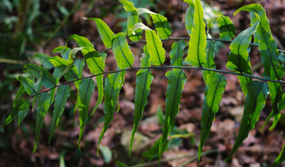 Natural green background. Fern leaves. Dark artistic image. Abstract leaves background.