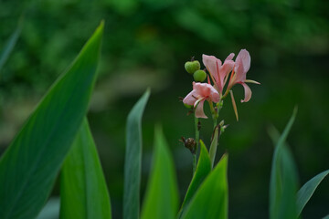 Beautiful pink ginger flower with blur green background