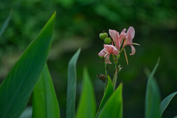 Fototapeta premium Beautiful pink ginger flower with blur green background