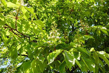 Branch chestnut against the background of lush green leaves, closeup.  Flowers of chestnuts tree in spring time. Selective focus, blurred background