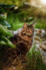 The cat looks to the side and sits on a green lawn in bushes and thickets. Portrait of a fluffy maine coon cat in nature, close up.