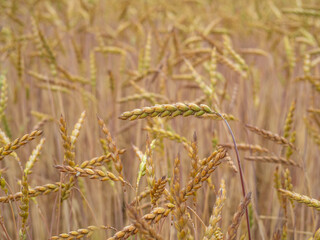 wheat field in the sunshine