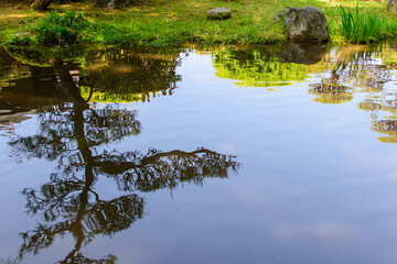 日本庭園　池　緑のマイナスイオン　日本　所沢のパワースポット　和風な公園イメージ　背景　素材　23