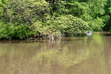 日本庭園　池　緑のマイナスイオン　日本　所沢のパワースポット　和風な公園イメージ　背景　素材　13
