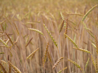 wheat field in the sunshine