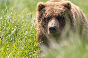 Fototapeta premium Face of Alaskan Brown bear