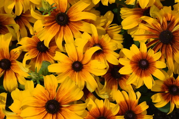 Rudbeckia flowers, Qu&eacute;bec, Canada