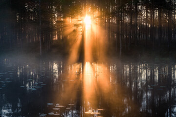 Beuatiful morning sunlight with fog and amazing sun beams at forest in Finland - 523191750