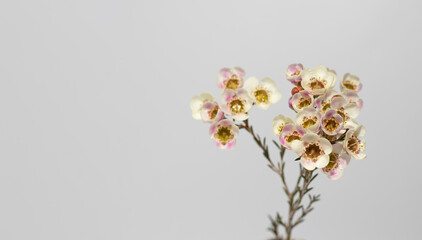 Little flowers standing still in front of white background